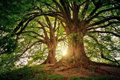 Tree 3822149 1921